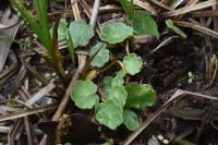 Hydrocotyle vulgaris