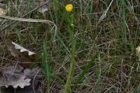 Ranunculus flammula
