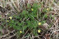 Potentilla erecta