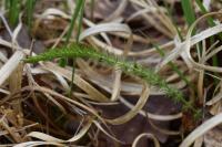 Trocdaris verticillatum