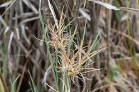 Agrostis canina