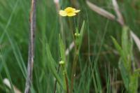 Ranunculus flammula