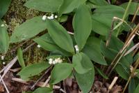 Convallaria majalis