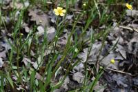 Ranunculus flammula