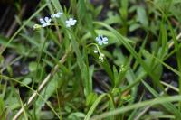 Myosotis laxa