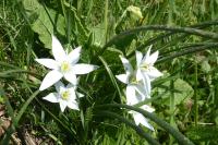 Ornithogalum divergens