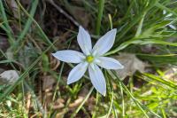 Ornithogalum umbellatum