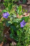 Vinca major