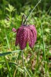 Fritillaria meleagris