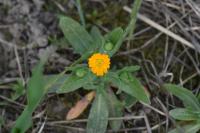 Calendula arvensis