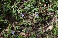 Vinca minor