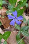 Vinca minor
