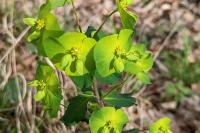 Euphorbia amygdaloides