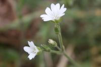 Cerastium arvense