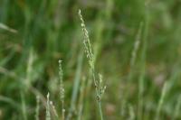 Milium vernale subsp. scabrum