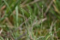 Milium vernale subsp. scabrum