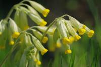 Primula veris