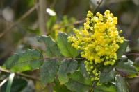 Berberis aquifolium