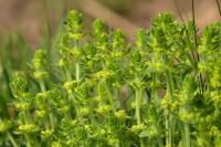 Cruciata laevipes