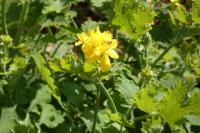 Hypericum perforatum