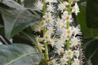 Clematis vitalba