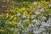 Cardamine pratensis
