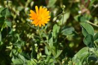 Calendula arvensis