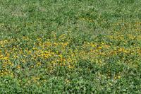 Calendula arvensis