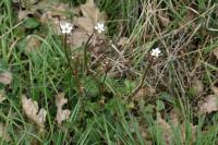 Saxifraga granulata
