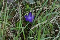 Vinca minor