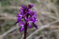 Orchis mascula