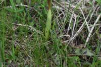 Orchis mascula
