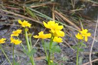 Caltha palustris