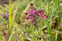 Fumaria officinalis