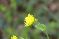 Doronicum plantagineum