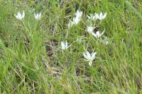 Ornithogalum umbellatum