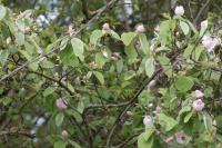 Crataegus germanica