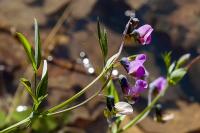 Lathyrus linifolius
