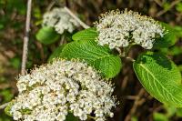 Viburnum lantana