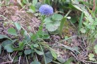 Globularia bisnagarica