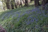 Hyacinthoides non-scripta