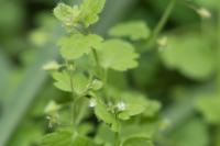 Veronica sublobata