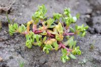 Montia fontana subsp. minor