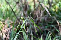 Carex pendula