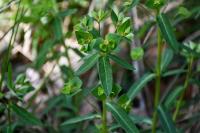 Euphorbia dulcis