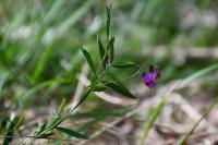 Lathyrus linifolius