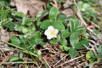 Potentilla montana