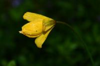 Tulipa sylvestris subsp. sylvestris