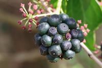 Hedera helix