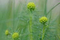 Euphorbia cyparissias